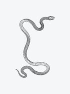 Snake - Long Curved