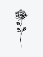 Rose Sketchwork